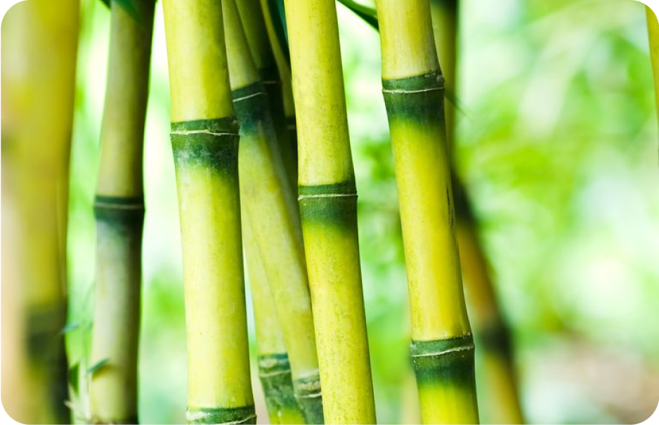 Sector :Bamboo